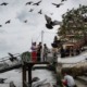 You Can Get Fined Over RM3,000 or Even Jailed For Feeding Pigeons in Thailand - WORLD OF BUZZ 2