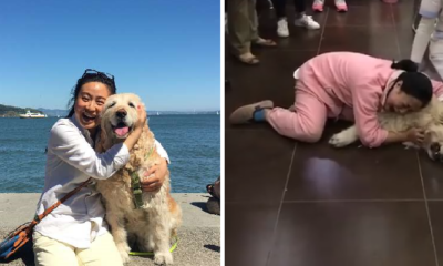 "I Can Never Forget Her Screams and Cries," Owner Says After Dog Was Poisoned to Death by Neighbour - WORLD OF BUZZ 7