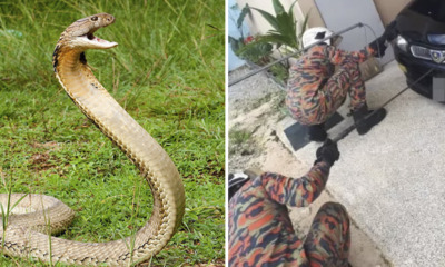 King Cobra Sneaks Into Man's Car Bonnet in Selangor Due to Rainy Season - WORLD OF BUZZ 1