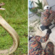 King Cobra Sneaks Into Man's Car Bonnet in Selangor Due to Rainy Season - WORLD OF BUZZ 1
