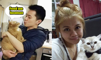 M’sian Cat Owners Share With Us Some Ridiculous Things They Do With Their Pets - WORLD OF BUZZ