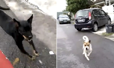 Watch How This Malaysian Postman 'Revenge' After Getting Chased by Two Dogs - WORLD OF BUZZ