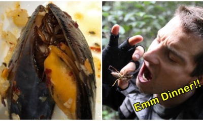 Aglio Olio With Cockroach 'Surprise' In Mussels, Terrify Patrons - WORLD OF BUZZ