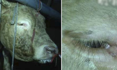 Cows Collapse And Cry After Getting Water Pumped Into Their Bodies For 12 Hours By Slaughterhouse - WORLD OF BUZZ