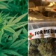 South Korea Becomes First East Asian Country to Legalise Medical Marijuana For Better Treatment Options - WORLD OF BUZZ