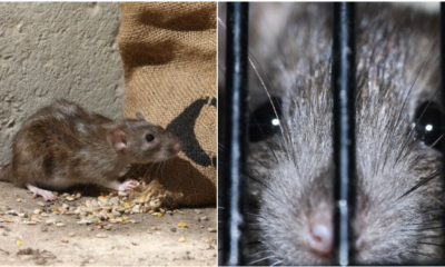 Make RM3 With Every Rat You Caught In Kajang - WORLD OF BUZZ 3