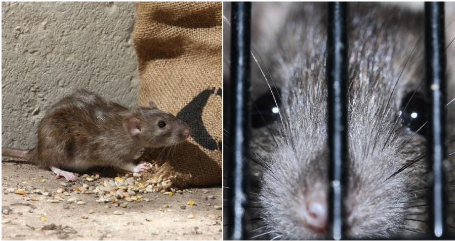 Make RM3 With Every Rat You Caught In Kajang - WORLD OF BUZZ 3