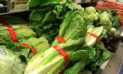 MOH Warning: Romaine Lettuce Imported From U.S. Contaminated With E. Coli Bacteria - WORLD OF BUZZ 3