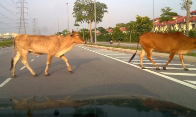 Owners Will Be Fined Up To RM250 For Letting Their Livestock Roam Freely On Road - WORLD OF BUZZ 1
