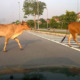 Owners Will Be Fined Up To RM250 For Letting Their Livestock Roam Freely On Road - WORLD OF BUZZ 1