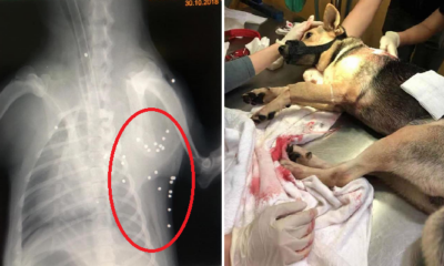 Puppy Gets Shot 42 Times In M'sian Housing Area By Alleged Crow-Shooting Officers - WORLD OF BUZZ 10