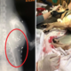 Puppy Gets Shot 42 Times In M'sian Housing Area By Alleged Crow-Shooting Officers - WORLD OF BUZZ 10