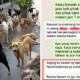 Restaurant Owner Refuses to Give Leftover Bones to Animal NGO Because Dogs Are Haram - WORLD OF BUZZ 1