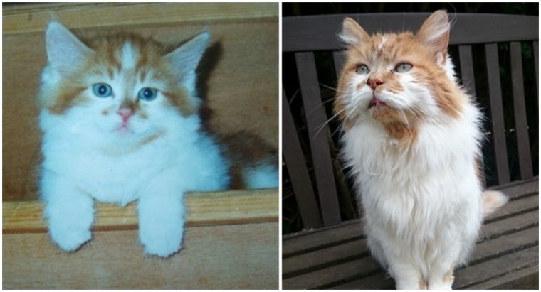 Rubble, the "World's Oldest Cat" Celebrated His 30th Birthday This Year - WORLD OF BUZZ 1