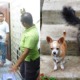 Selayang Council Seized 3 Pedigree Cats & a Chihuahua For Nuisance After Residents Filed Complaint - WORLD OF BUZZ