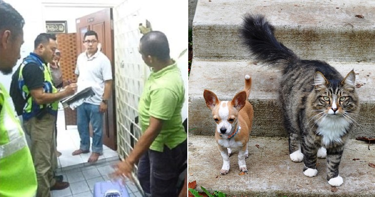Selayang Council Seized 3 Pedigree Cats & a Chihuahua For Nuisance After Residents Filed Complaint - WORLD OF BUZZ