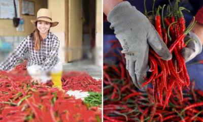 Single Mother Quits Her Day Job to Plant Chillis, Gets RM30,000 For Her First Harvest - WORLD OF BUZZ