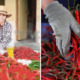 Single Mother Quits Her Day Job to Plant Chillis, Gets RM30,000 For Her First Harvest - WORLD OF BUZZ