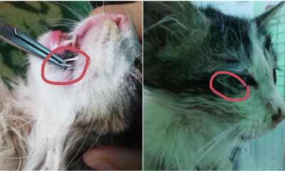 Where's The Humanity? Cat Found Being Stapled All Over Its Body - WORLD OF BUZZ 7