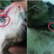 Where's The Humanity? Cat Found Being Stapled All Over Its Body - WORLD OF BUZZ 7