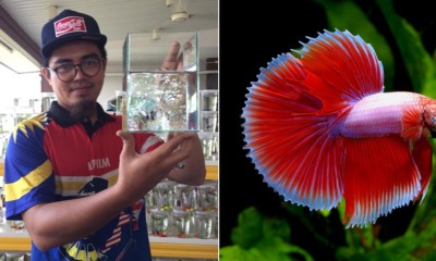 27yo M'sian Quits His Engineering Career to Become a Fish Breeder, Now Earns a Five-Figure Salary - WORLD OF BUZZ
