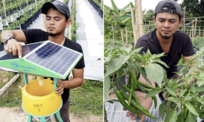 Four M'sian Graduates Quit Their Jobs To Plant Chillis, Set To Earn RM60,000 On First Harvest - WORLD OF BUZZ