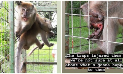 Netizen Crying Foul Over Wildlife Mistreatment By Local Government - WORLD OF BUZZ