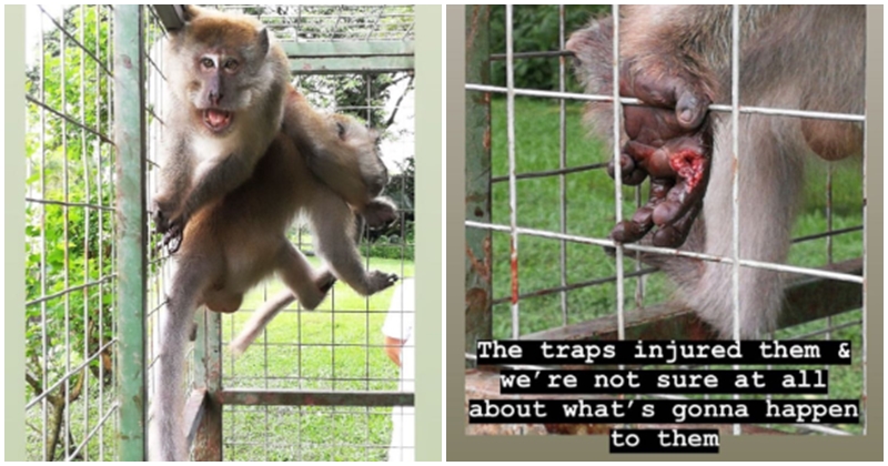 Netizen Crying Foul Over Wildlife Mistreatment By Local Government - WORLD OF BUZZ