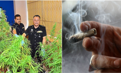 Police: We Reject The Legalization Of Medical Marijuana - WORLD OF BUZZ 3