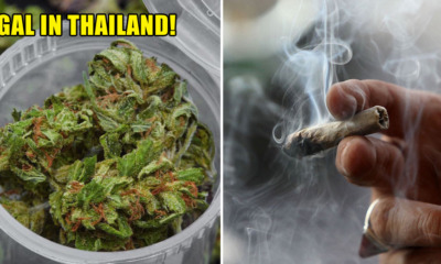 Thailand Has Just Become The First Southeast Asian Country to Legalist Medical Marijuana - WORLD OF BUZZ 2