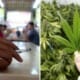 A Carton Of Cigarettes Is Much More Harmful Than 200g Of Marijuana, Forum Calls For Change In Malaysian Laws - WORLD OF BUZZ 6