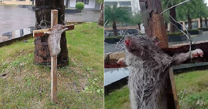 Chinese Student Crucifies Rat For Eating His Pet Turtle - WORLD OF BUZZ 3