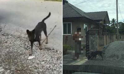 Dog Poisoned and Beaten Up - WORLD OF BUZZ 4