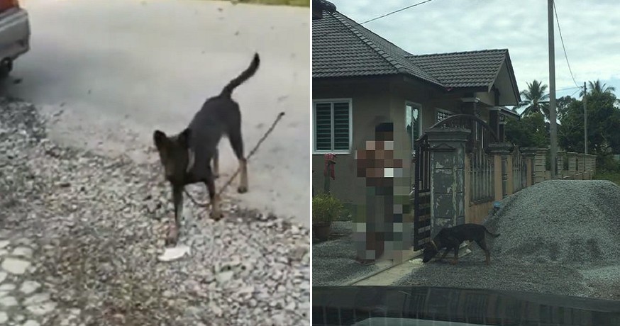 Dog Poisoned and Beaten Up - WORLD OF BUZZ 4