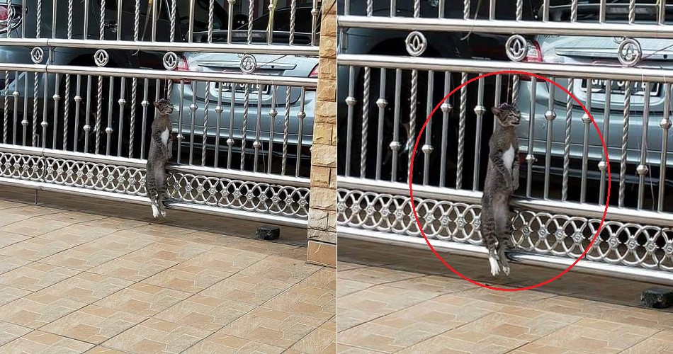 M'sian Man Shares How His Cat Was Brutally Hung to Death By Cruel Neighbour - WORLD OF BUZZ