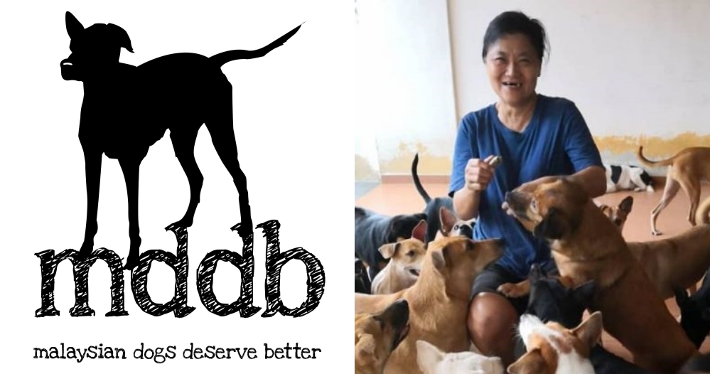 Here's How You Can Help The Canine Shelter "Malaysian Dogs Deserve Better" - WORLD OF BUZZ 5