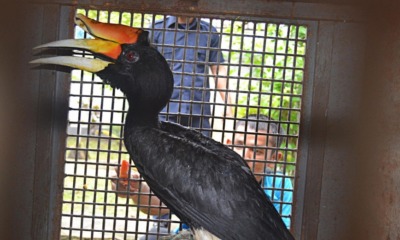Man Gets Arrested For Slaughtering & Cooking An Endangered Hornbill - WORLD OF BUZZ 2