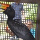Man Gets Arrested For Slaughtering & Cooking An Endangered Hornbill - WORLD OF BUZZ 2