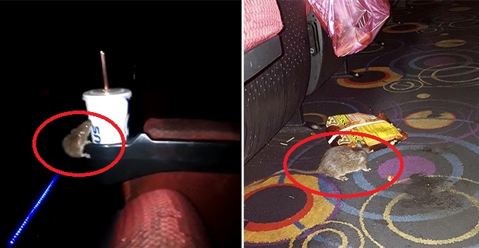 Man Shares How Rat Ruined His Cinema Experience in KK By Trying to Steal a Sip of His Soda - WORLD OF BUZZ