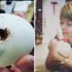 M'sian Decides to Hatch Egg From Restaurant, Now Owns Cute Pet Duck - WORLD OF BUZZ