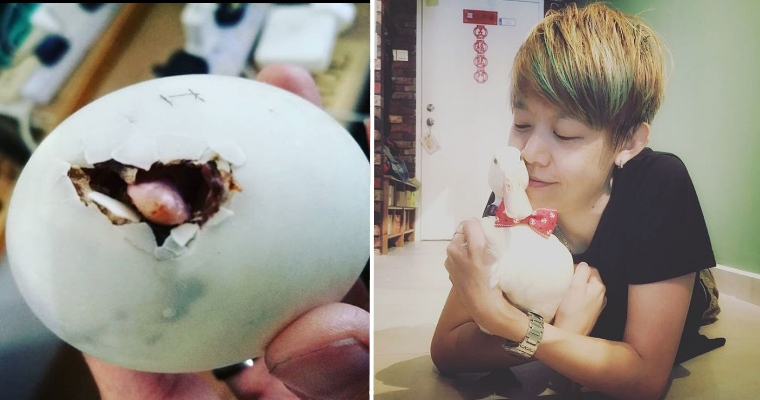 M'sian Decides to Hatch Egg From Restaurant, Now Owns Cute Pet Duck - WORLD OF BUZZ