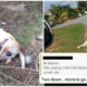 Netizens Angered by Man Who Murdered Dogs in Senawang and His Supporters - WORLD OF BUZZ 1