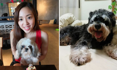 [Test] Man’s Best Friend: 5 Emotional Stories of Pets Saving Lives as Told by M’sians - WORLD OF BUZZ 5