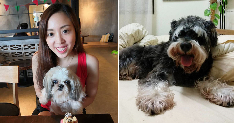 [Test] Man’s Best Friend: 5 Emotional Stories of Pets Saving Lives as Told by M’sians - WORLD OF BUZZ 5