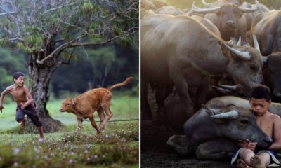 These Stunning Photos of A Terengganu Boy Playing With Buffalos Won International Awards - WORLD OF BUZZ 3