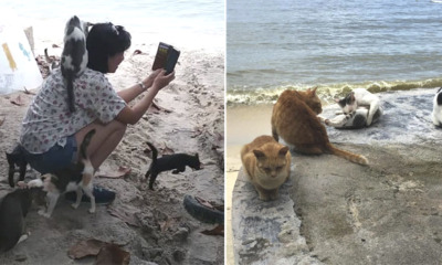 This M'sian Beach Is Home To Over 250 Cats And You Can Chill With Them By The Beach - WORLD OF BUZZ