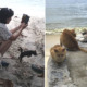 This M'sian Beach Is Home To Over 250 Cats And You Can Chill With Them By The Beach - WORLD OF BUZZ