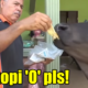 Tired Of Grass, Tam The Cow Enjoys 'Roti Canai', Biscuits And Coffee 'O' - WORLD OF BUZZ 5