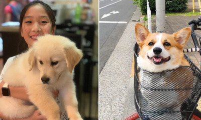 Always Wanted a Puppy? Here Are 5 Things You Need to Know Before Getting One - WORLD OF BUZZ