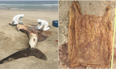 Dead Whale Shark Washed On Sabah Shores Reveals Grim Reality - WORLD OF BUZZ 6